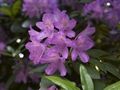 Rhododendron ponticum Różanecznik pontyjski